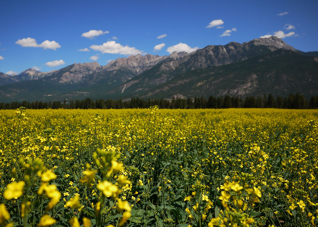 Naturally beautiful—the Canadian Rockies and the surrounding are are a sight to behold.